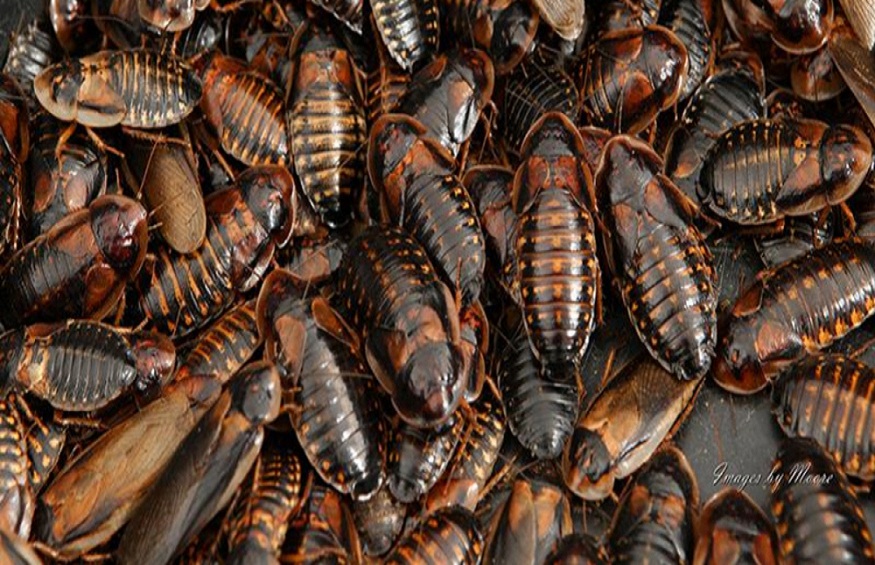 Dubia Roaches Not Breeding (2)