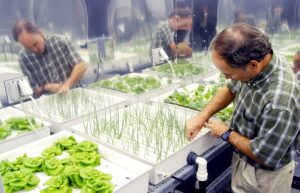 Hydroponic Gardening